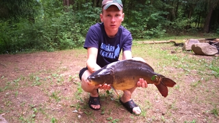 Mirror carp