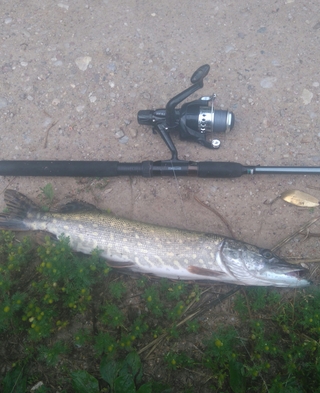 Northern Pike