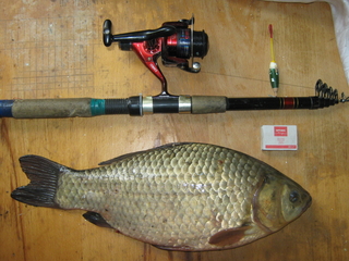 Prussian carp