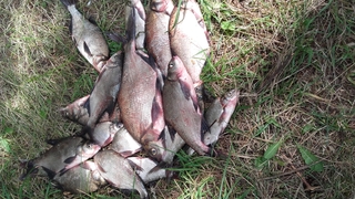 Carp bream