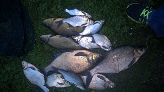 Carp bream