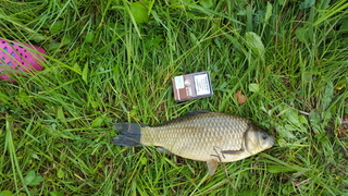 Prussian carp