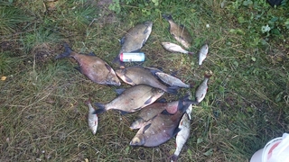 Carp bream