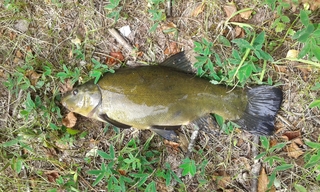 Tench