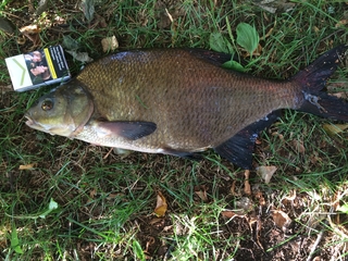 Carp bream