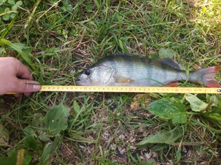 Eurasian perch