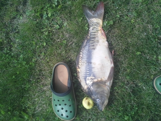Mirror carp