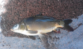 Mirror carp