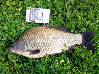 Prussian carp