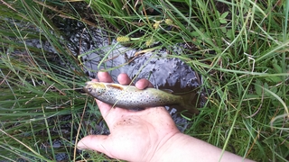 Brown Trout