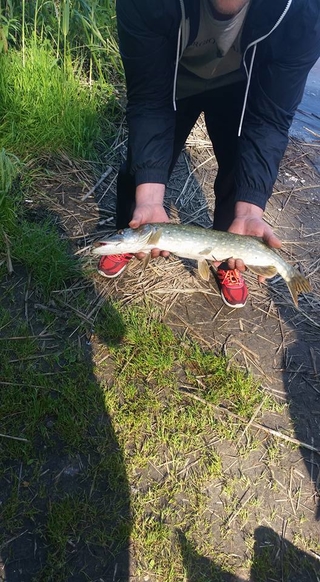 Northern Pike