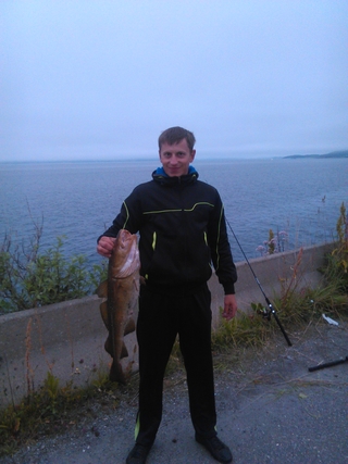 Atlantic cod