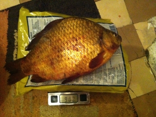 Crucian carp