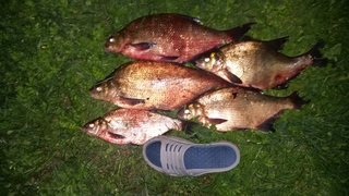 Carp bream