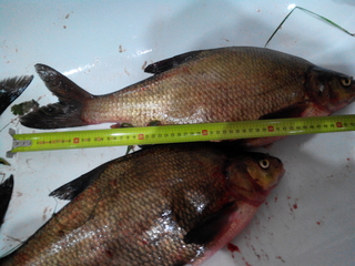 Carp bream