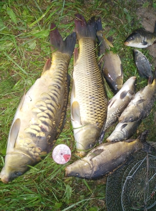 Mirror carp
