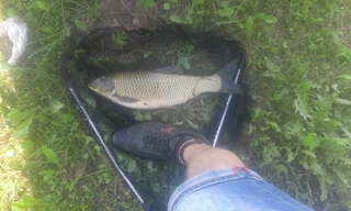 Grass carp