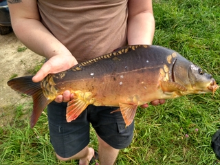 Mirror carp