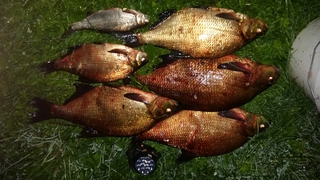 Carp bream