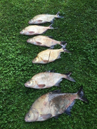 Carp bream