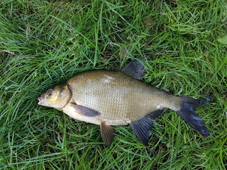Carp bream