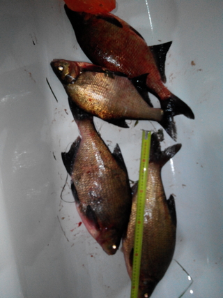 Carp bream