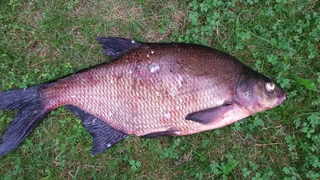 Carp bream