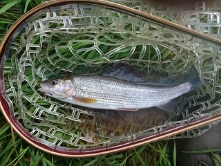 Grayling