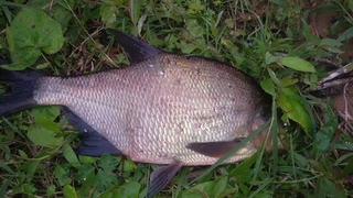 Carp bream