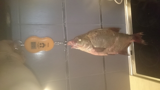 Carp bream