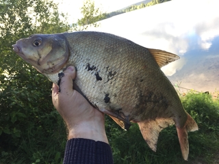 Carp bream