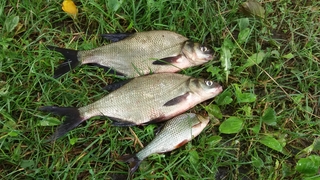 Carp bream