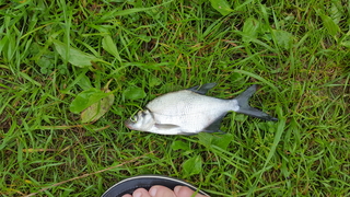 Carp bream