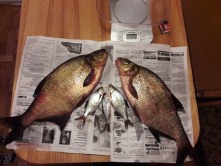 Carp bream