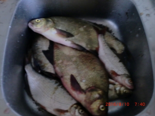 Carp bream