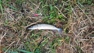 Northern Pike