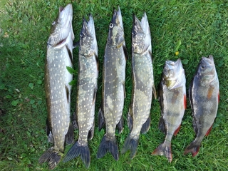 Northern Pike