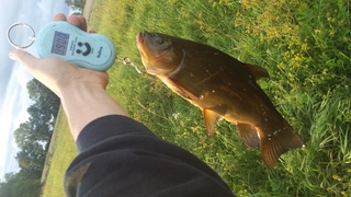Tench