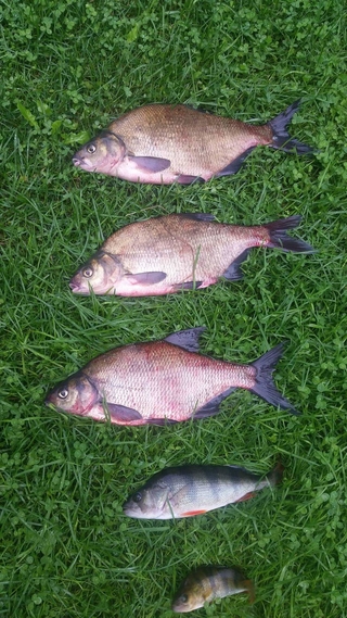 Carp bream