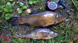 Tench