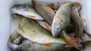 Eurasian perch