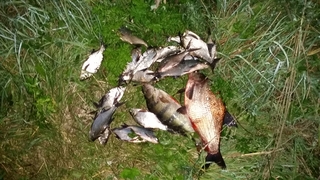 Carp bream