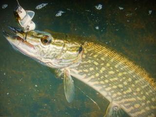 Northern Pike