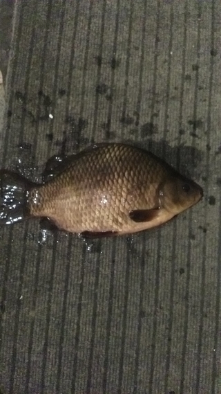 Prussian carp