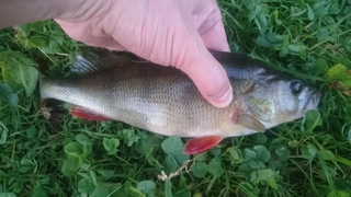 Eurasian perch