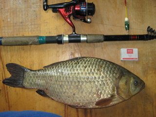 Prussian carp