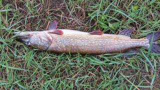 Northern Pike