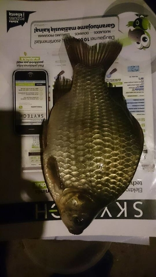 Prussian carp