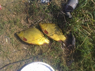 Crucian carp