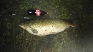 Grass carp